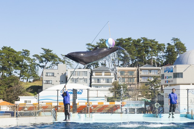 越前松島水族館の見どころ特集！みて・ふれて・楽しく学べる体感型水族館