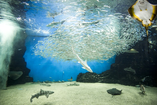 大型魚やイワシの群泳が見ものの「海洋大水槽」