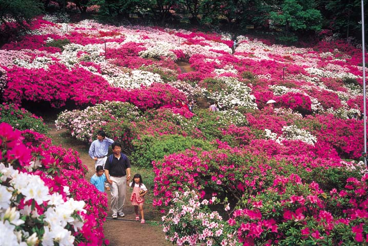 西山公園(福井県鯖江市)～つつじの名所！大人も子供も楽しめる