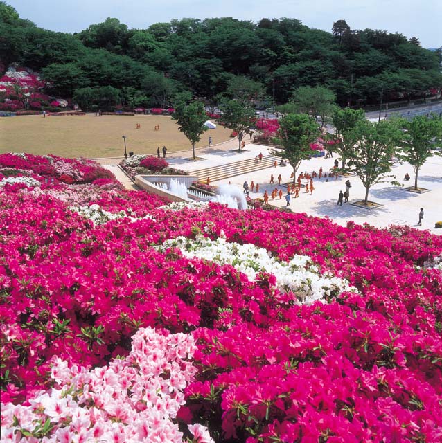 西山公園は日本海側随一の“つつじ”の名所