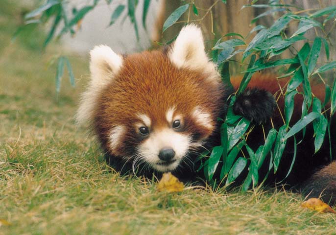 レッサーパンダが大人気の西山動物園